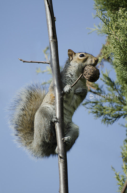 东部灰松鼠，Sciurus carolinensis，在树上与坚果